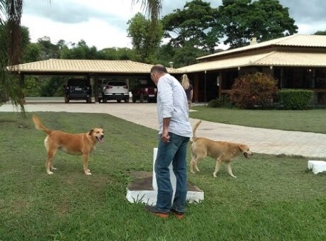 Cães abrigados pela Fagoc recebem novo lar