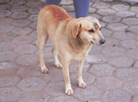 Ajude ao Fadog: campanha arrecada doações para cuidar de “cão mascote” da Fagoc
